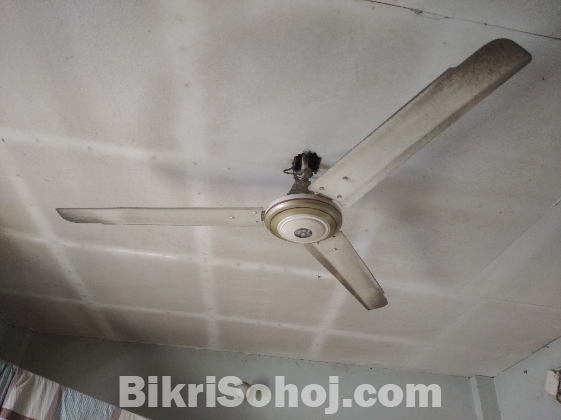 Siling fan big size kasmir full fresh